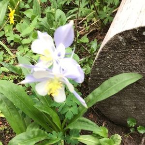 Meet your Posher, Dianne